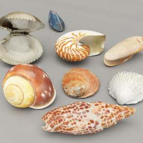 现代贝壳3D模型下载